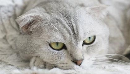 迪庆最新公积金卡提取现金方法app方法分析(最方便真实的迪庆公积金卡怎样从手机里取出来?方法)